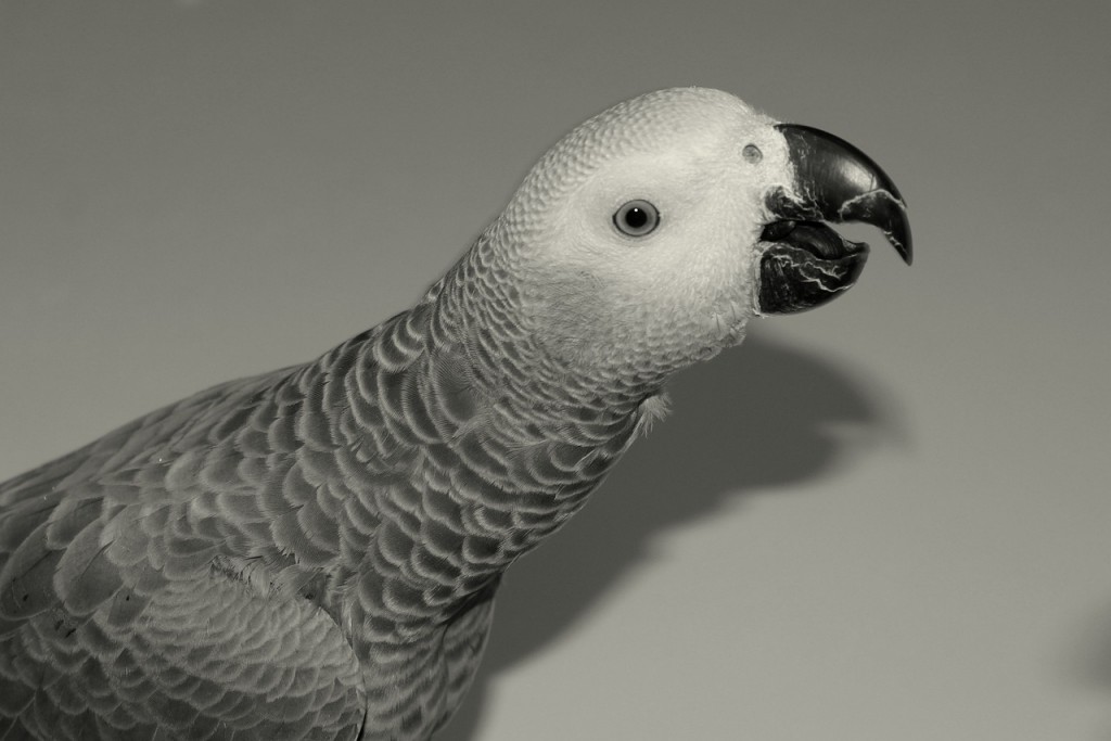 papugi-refy-pl popielata